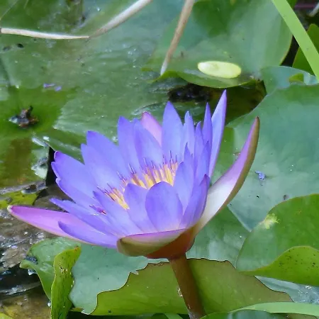 Hevizi Castrum Panzio 3* Hévíz