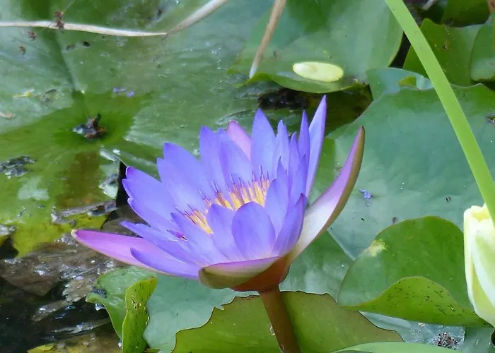 Hevizi Castrum Panzio 3* Hévíz